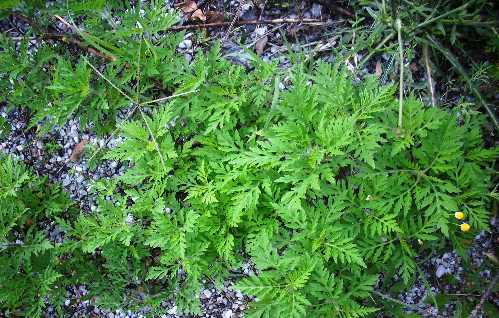 Ambrozija  (Ambrosia artemisiifolia).jpg